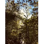 In The Franconian Forest *