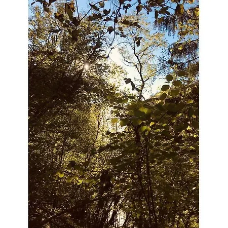 In The Franconian Forest *